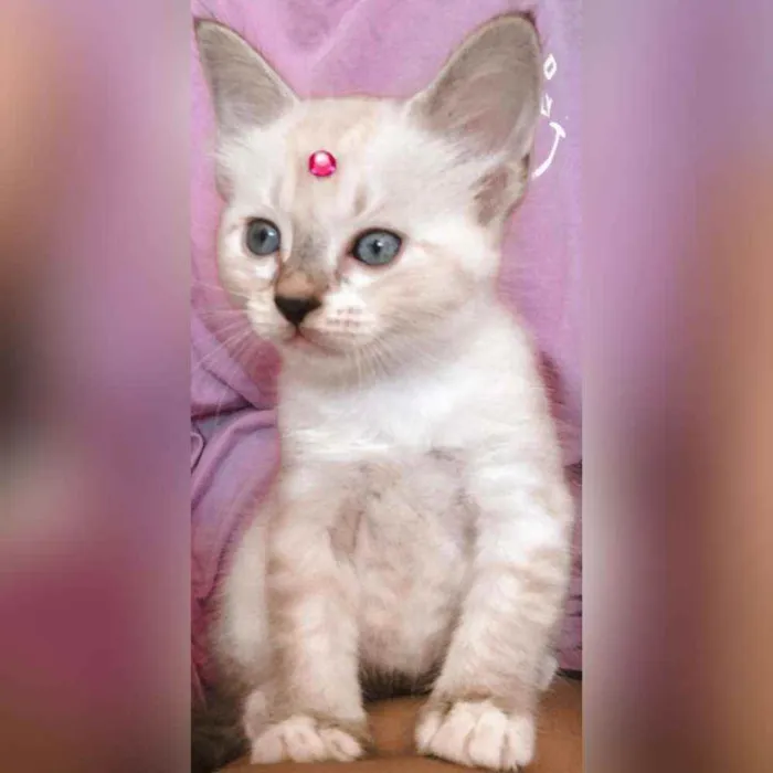 Gato raça  idade Abaixo de 2 meses nome Sem nome