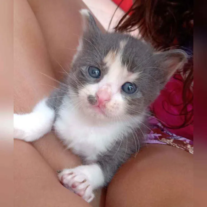 Gato raça  idade Abaixo de 2 meses nome Sem nome