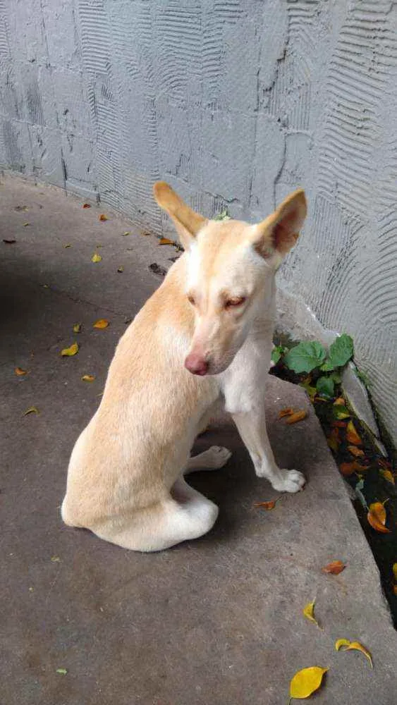 Cachorro raça SRD idade 1 ano nome Elsa