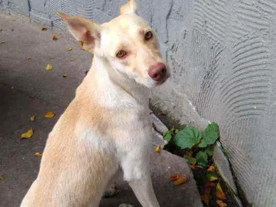 Cachorro raça SRD idade 1 ano nome Elsa