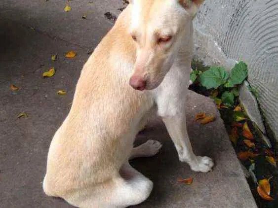 Cachorro raça SRD idade 1 ano nome Elsa