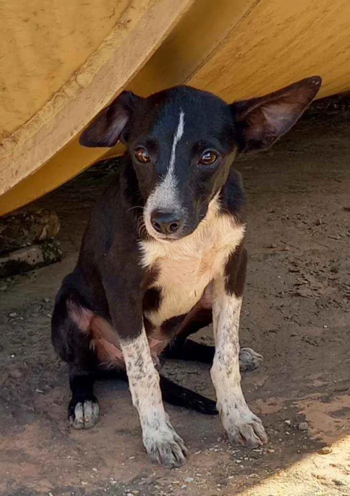 Cachorro ra a  idade 2 a 6 meses nome Tobby