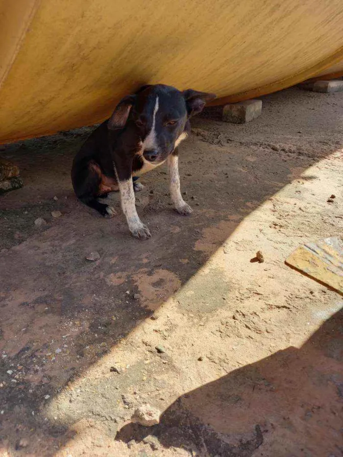 Cachorro ra a  idade 2 a 6 meses nome Tobby