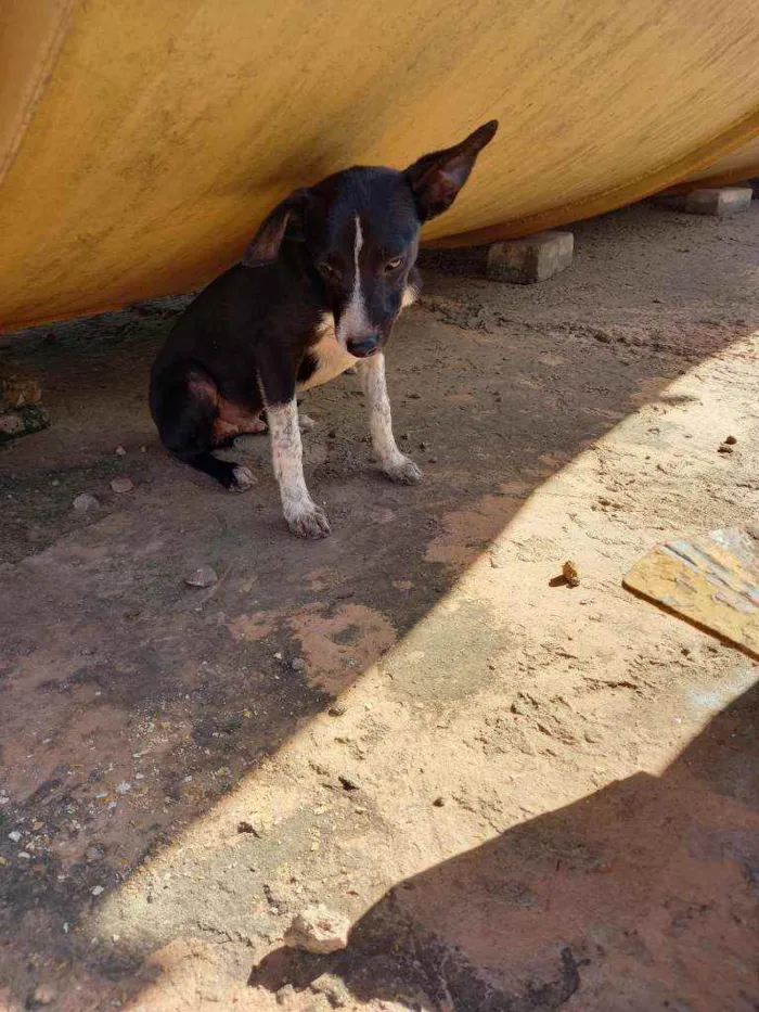 Cachorro ra a  idade 2 a 6 meses nome Tobby