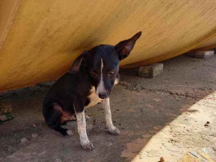 Cachorro ra a  idade 2 a 6 meses nome Tobby