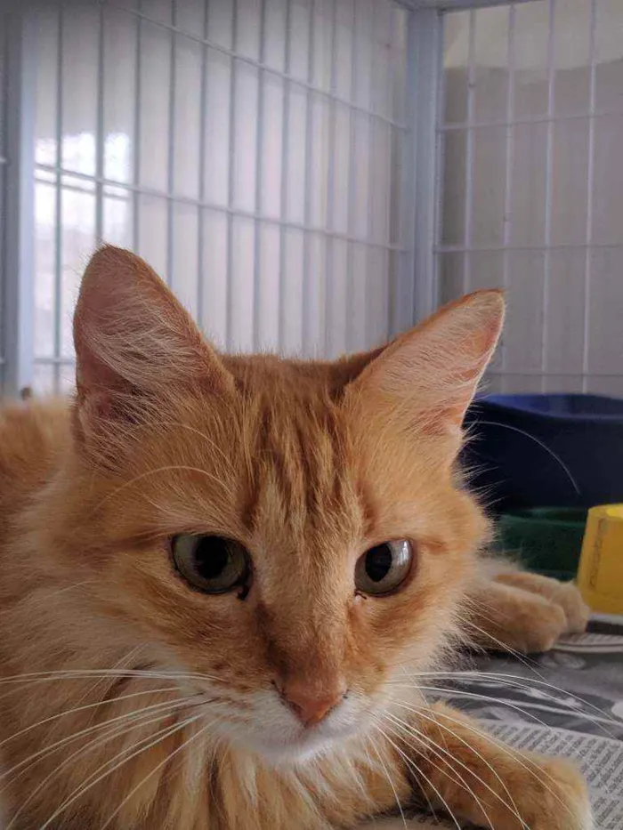 Gato ra a Srd idade 5 anos nome Ana Catarina 