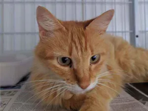 Gato raça Srd idade 5 anos nome Ana Catarina 