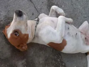 Cachorro raça srd idade 1 ano nome Menina