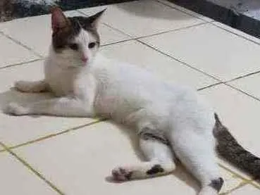 Gato ra a  idade 1 ano nome Sansão