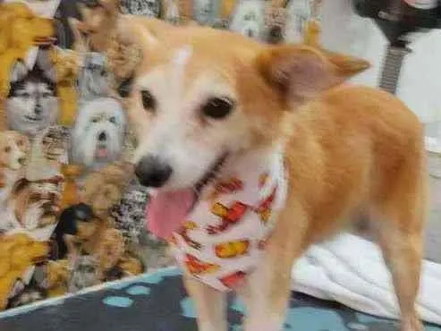 Cachorro raça Vira lata idade 4 anos nome Rex