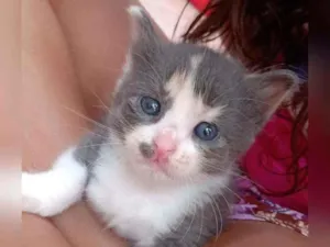 Gato raça  idade Abaixo de 2 meses nome Sem nome