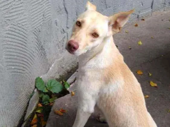 Cachorro raça SRD idade 1 ano nome Elsa