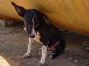 Cachorro raça  idade 2 a 6 meses nome Tobby