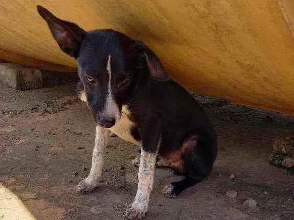 Cachorro ra a  idade 2 a 6 meses nome Tobby