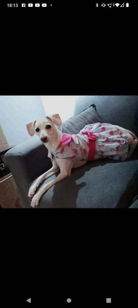 Cachorro raça Indefinida idade 7 a 11 meses nome Mel