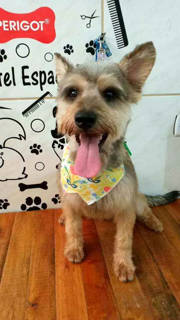 Cachorro raça  idade 1 ano nome Ziggi 