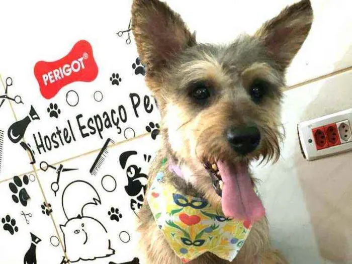 Cachorro raça  idade 1 ano nome Ziggi 