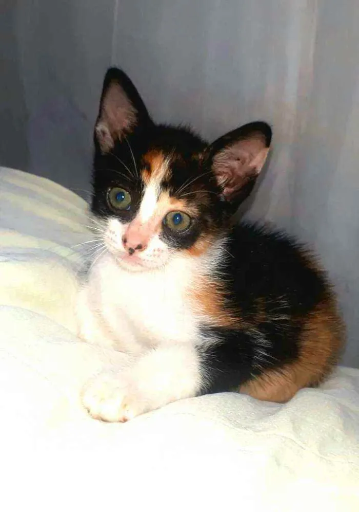 Gato raça  idade 2 a 6 meses nome Filhotes Eliana 