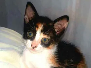 Gato raça  idade 2 a 6 meses nome Filhotes Eliana 