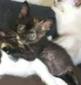 Gato raça  idade 2 a 6 meses nome Filhotes Eliana 