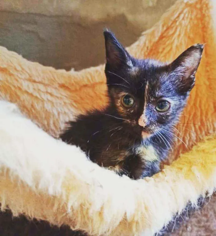 Gato raça  idade 2 a 6 meses nome Filhotes Eliana 