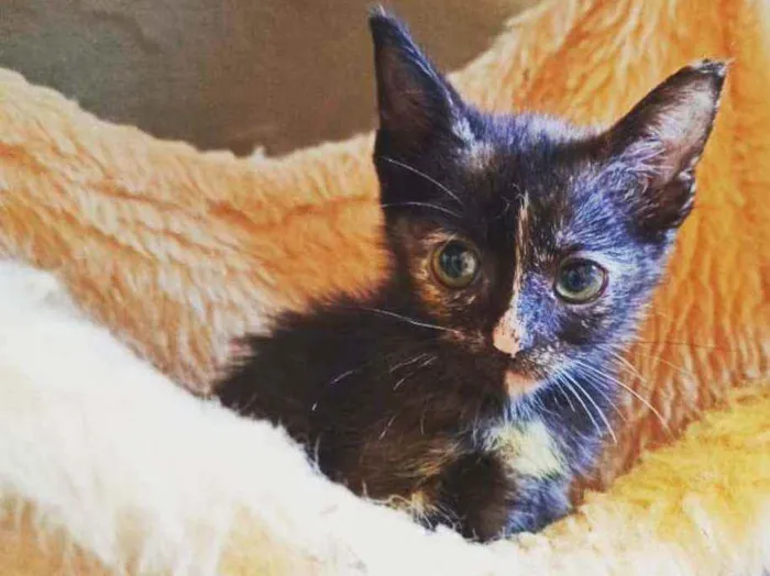 Gato raça  idade 2 a 6 meses nome Filhotes Eliana 