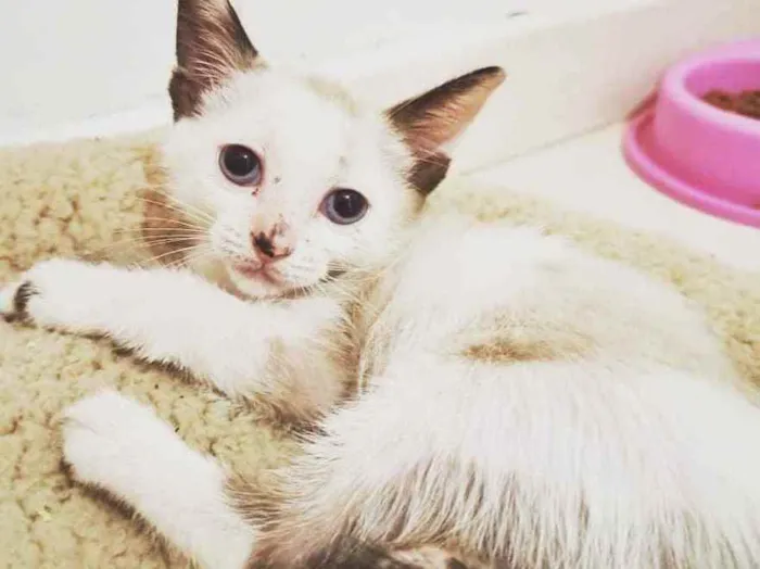 Gato raça  idade 2 a 6 meses nome Filhotes Eliana 