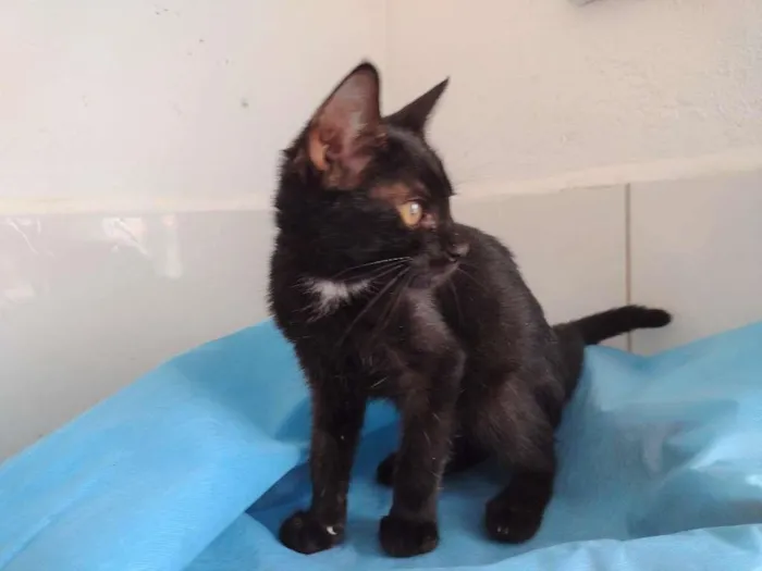 Gato ra a SRD-ViraLata idade 2 a 6 meses nome Byron