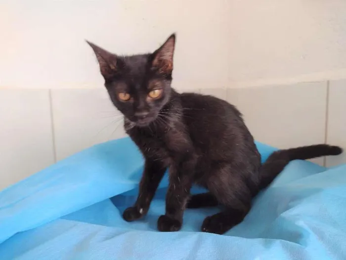 Gato ra a SRD-ViraLata idade 2 a 6 meses nome Byron