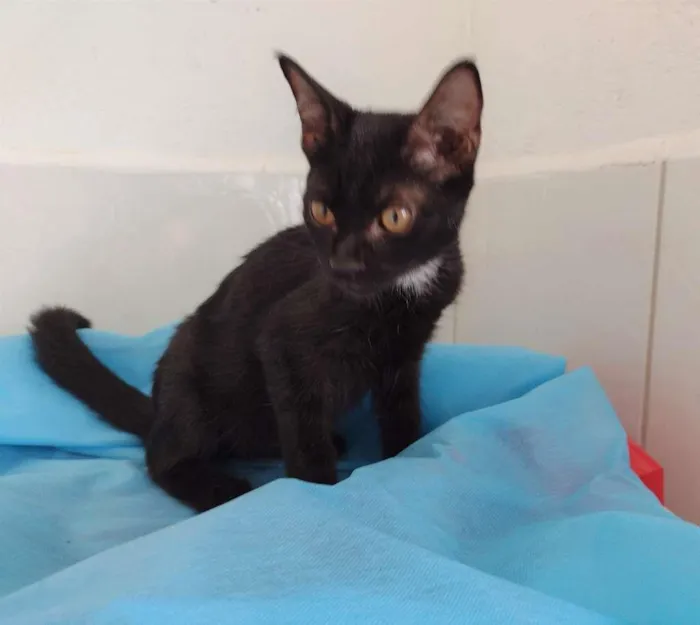 Gato ra a SRD-ViraLata idade 2 a 6 meses nome Byron