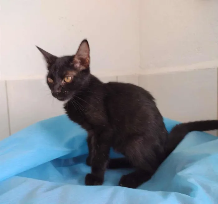 Gato ra a SRD-ViraLata idade 2 a 6 meses nome Byron