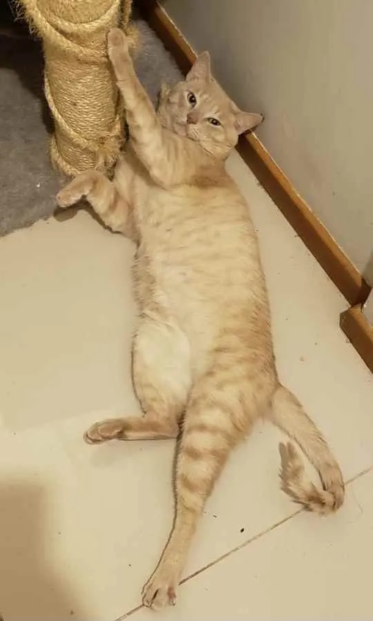 Gato ra a SRD idade 1 ano nome GARFIELD