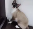 PERLA