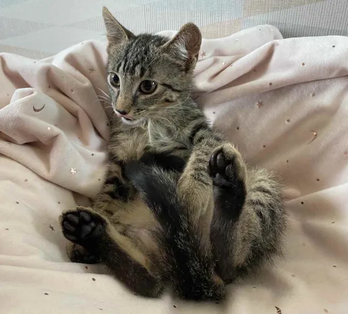 Gato ra a SRD idade 2 a 6 meses nome PUPI