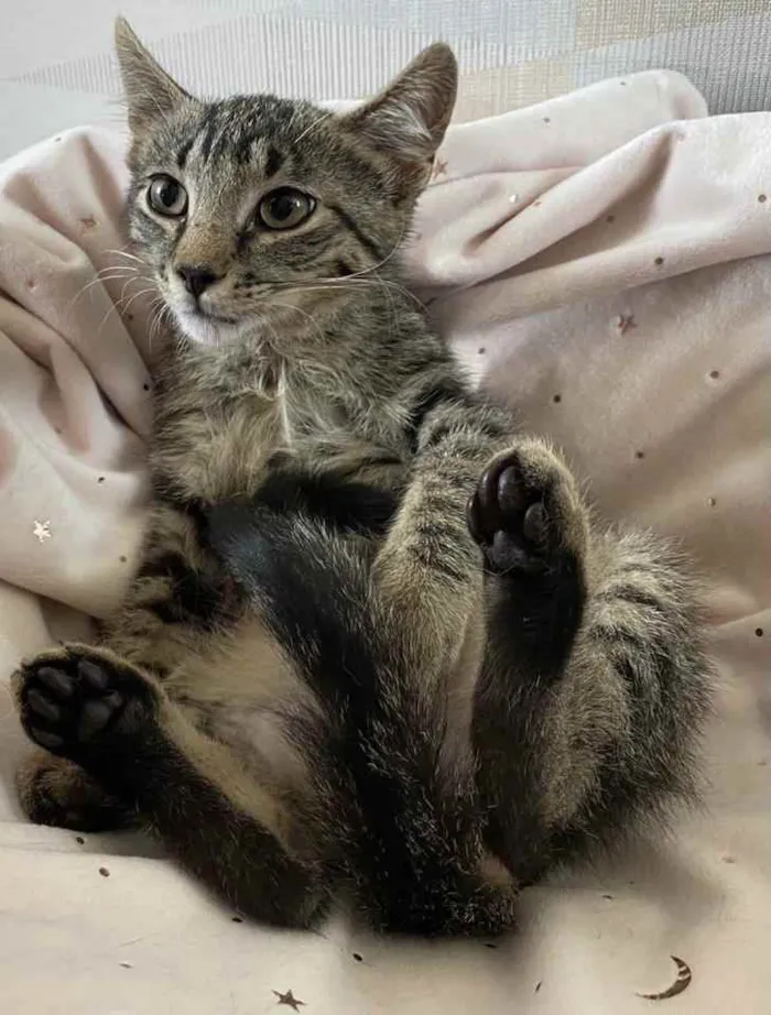 Gato ra a SRD idade 2 a 6 meses nome PUPI