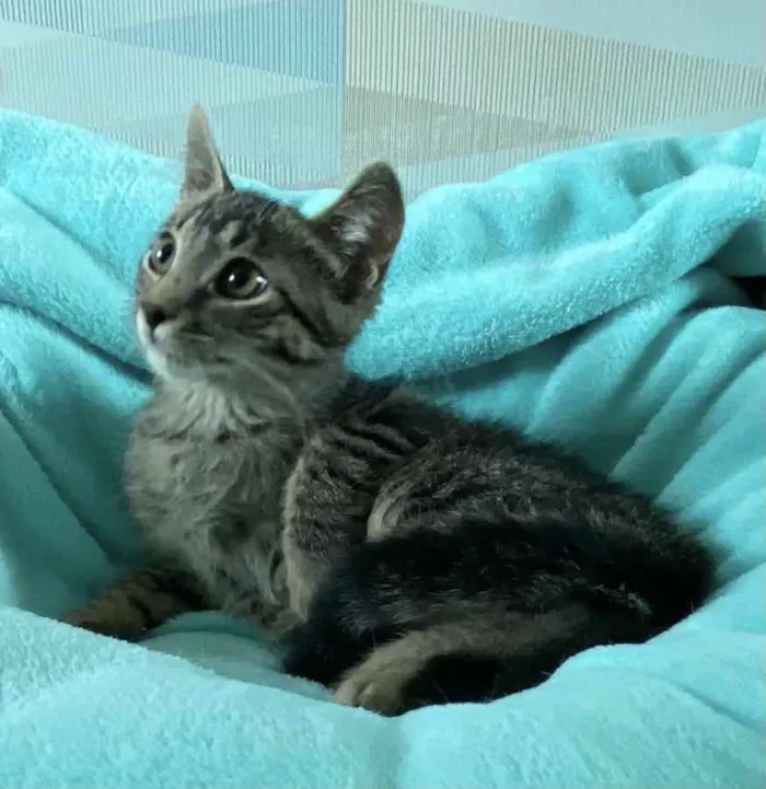 Gato ra a SRD idade 2 a 6 meses nome PUPI