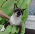 PERLA