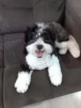 Ozzy