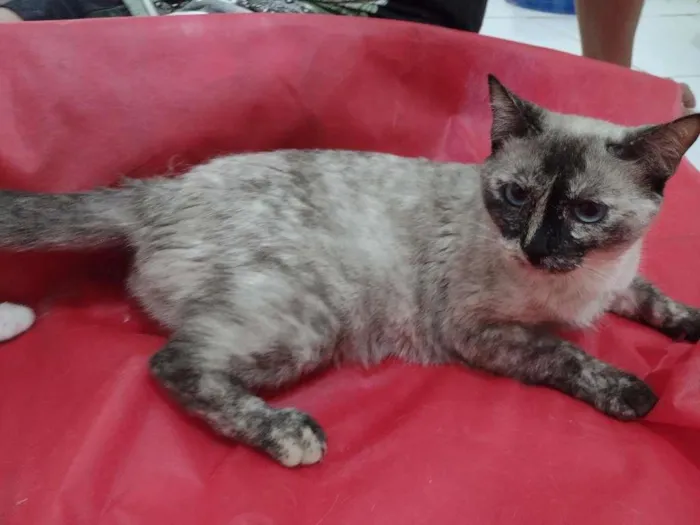 Gato ra a SRD-ViraLata idade 1 ano nome Tigresa
