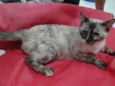 Tigresa