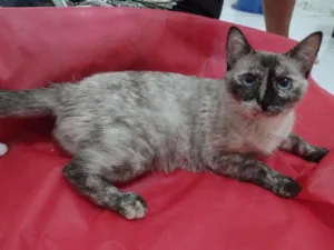 Gato raça SRD-ViraLata idade 1 ano nome Tigresa