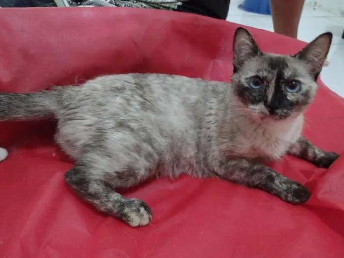 Gato ra a SRD-ViraLata idade 1 ano nome Tigresa