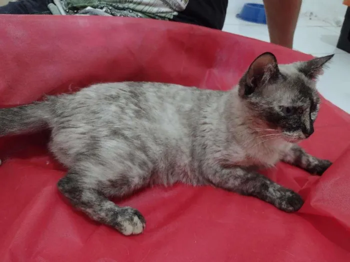 Gato ra a SRD-ViraLata idade 1 ano nome Tigresa