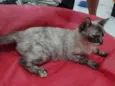 Tigresa