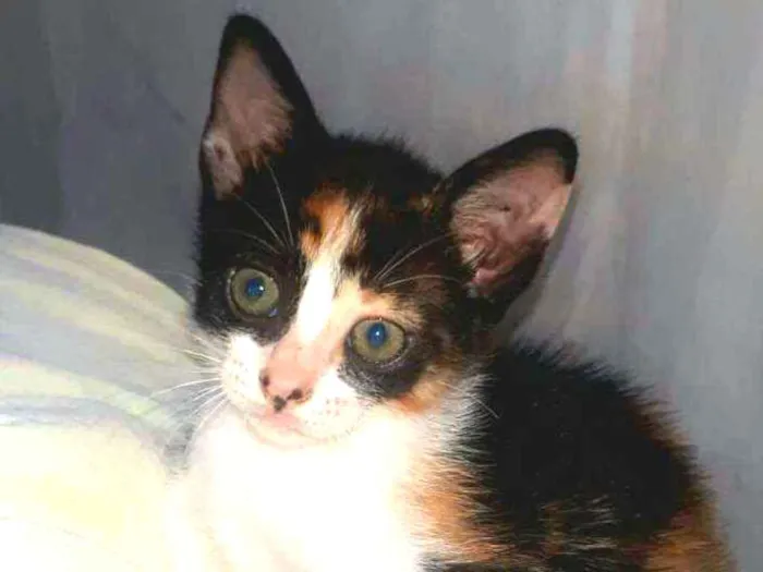 Gato raça  idade 2 a 6 meses nome Filhotes Eliana 