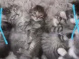 Miau