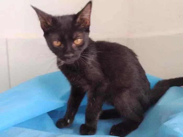Gato ra a SRD-ViraLata idade 2 a 6 meses nome Byron