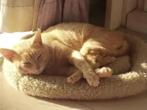 Gato raça SRD idade 1 ano nome GARFIELD