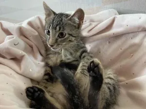 Gato raça SRD idade 2 a 6 meses nome PUPI