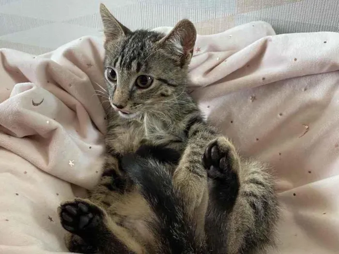 Gato ra a SRD idade 2 a 6 meses nome PUPI